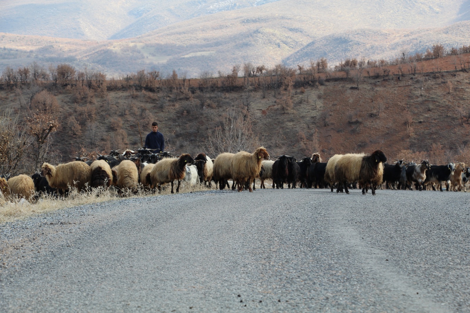 Siirt'in göçebelerinin zor yaşamı